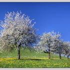 Alpen-Kirschen