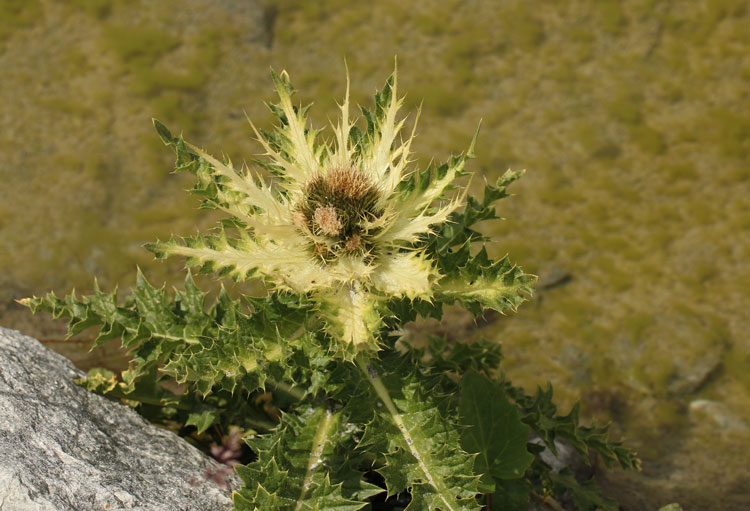 Alpen-Kratzdistel