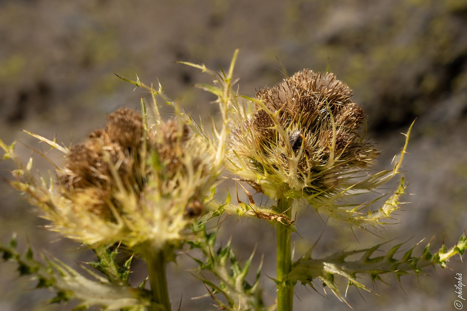 Alpen Kratzdistel