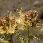 Alpen Kratzdistel