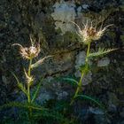 Alpen-Kratzdistel