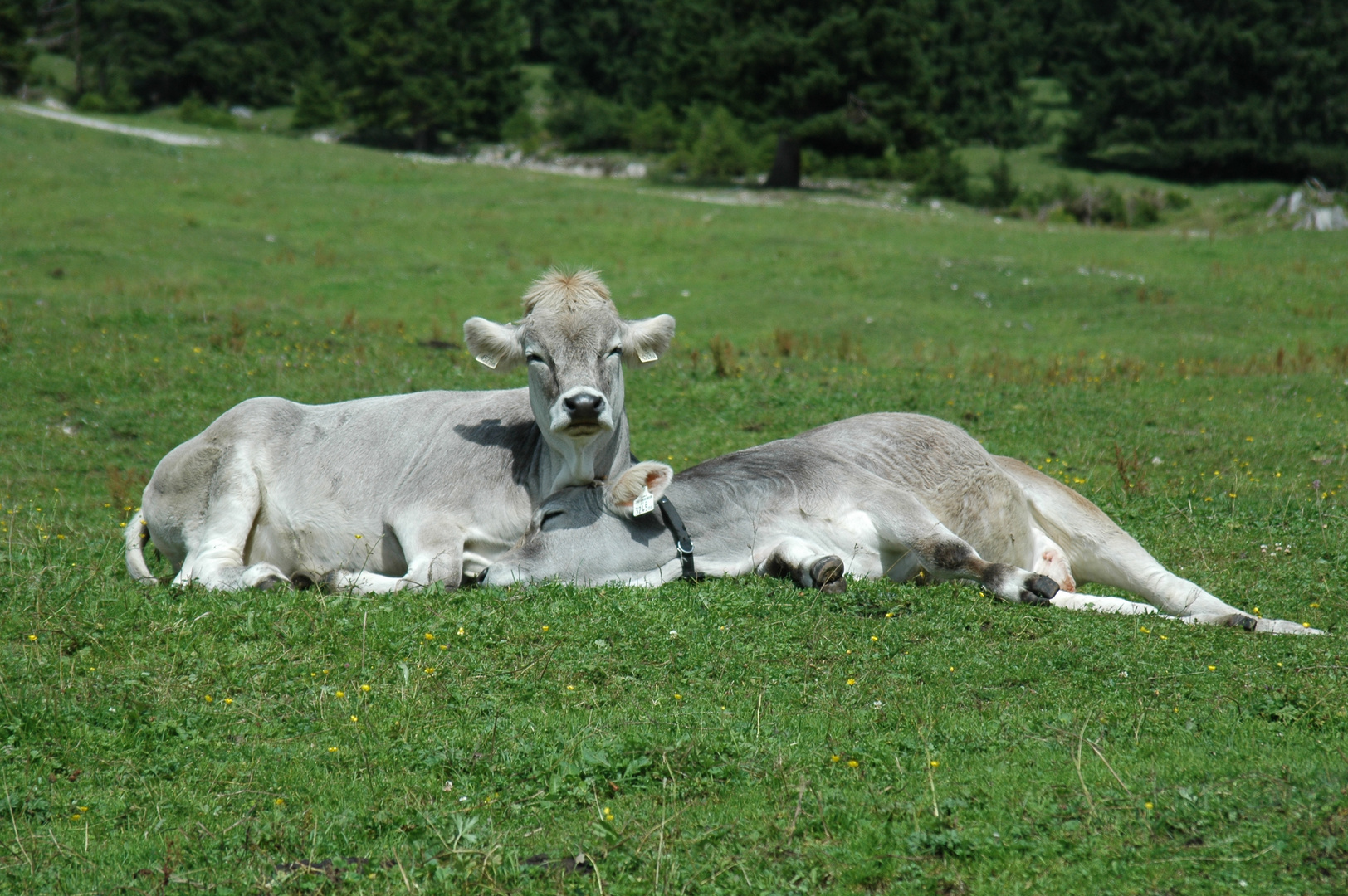 Alpen Kühe