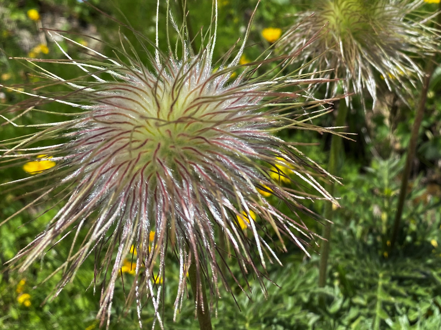 AlpenKuhschelle Foto & Bild world, youth, natur Bilder auf