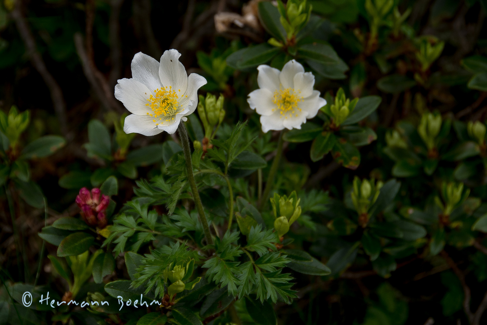 Alpen Kuhschelle, (Pulsatilla alpina, Syn.: Anemone alpina L.)