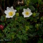 Alpen Kuhschelle, (Pulsatilla alpina, Syn.: Anemone alpina L.)