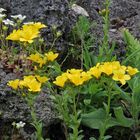 Alpen Lein - Linum capitatum im Tuffgestein