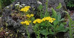 Alpen Lein - Linum capitatum im Tuffgestein