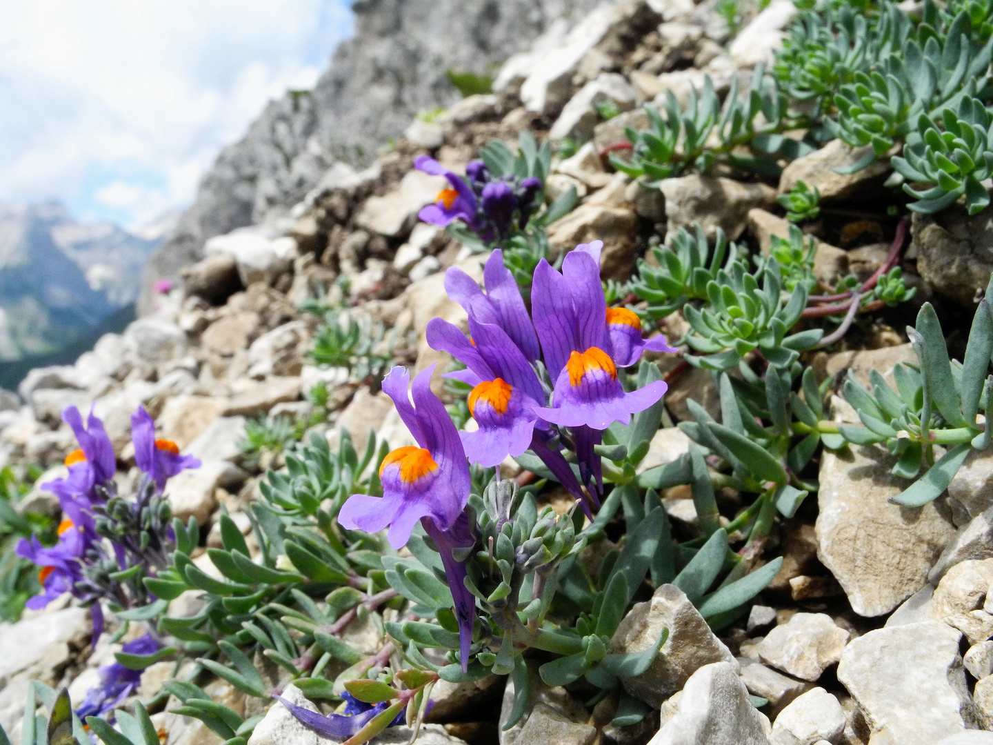 Alpen-Leinkraut