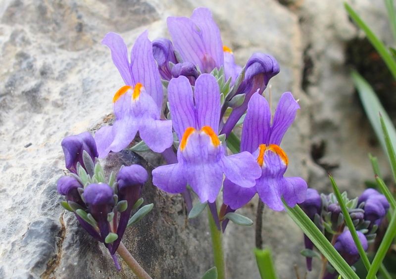 Alpen-Leinkraut 'Linaria alpina'