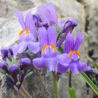 Alpen-Leinkraut 'Linaria alpina'