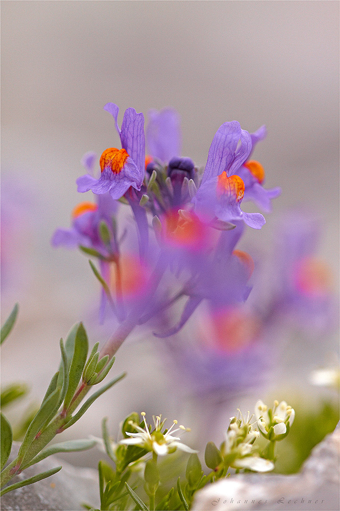 Alpen-Leinkraut (Linaria alpina)