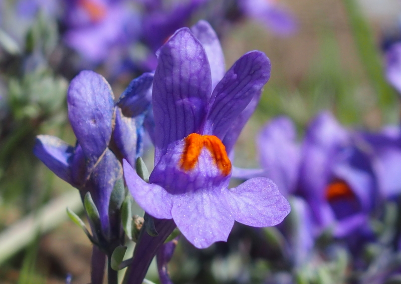 Alpen-Leinkraut 'Linaria alpina'