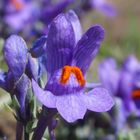 Alpen-Leinkraut 'Linaria alpina'