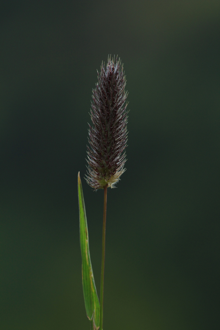 Alpen-Lieschgras (Phleum alpinum)