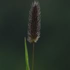 Alpen-Lieschgras (Phleum alpinum)