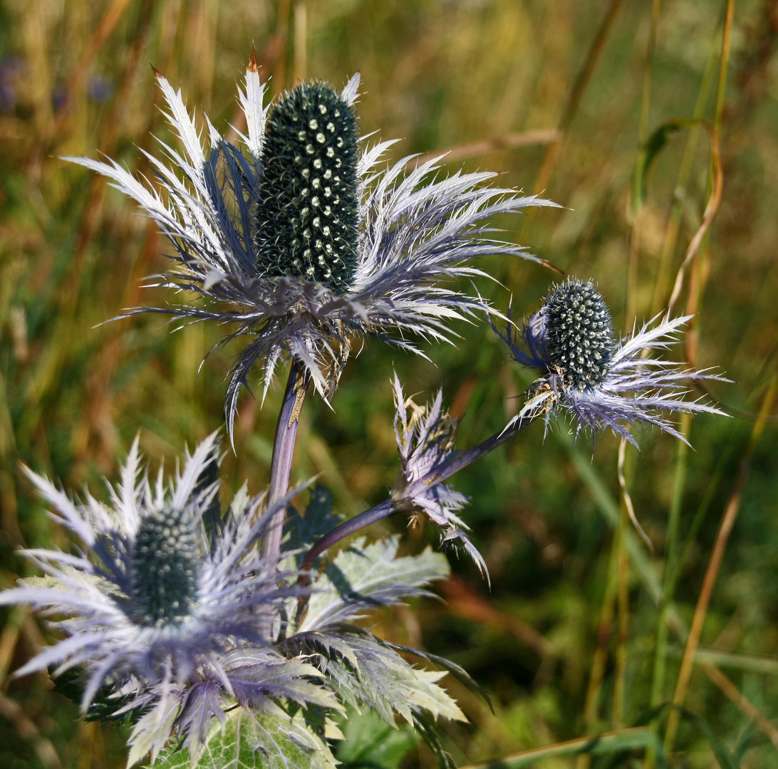 Alpen Mannstreu Foto & Bild pflanzen, pilze & flechten, blüten