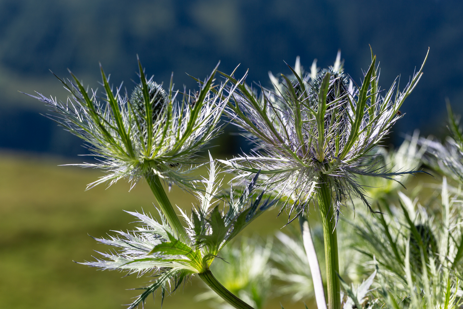 AlpenMannstreu... Foto & Bild berner oberland, alpengarten, schynige