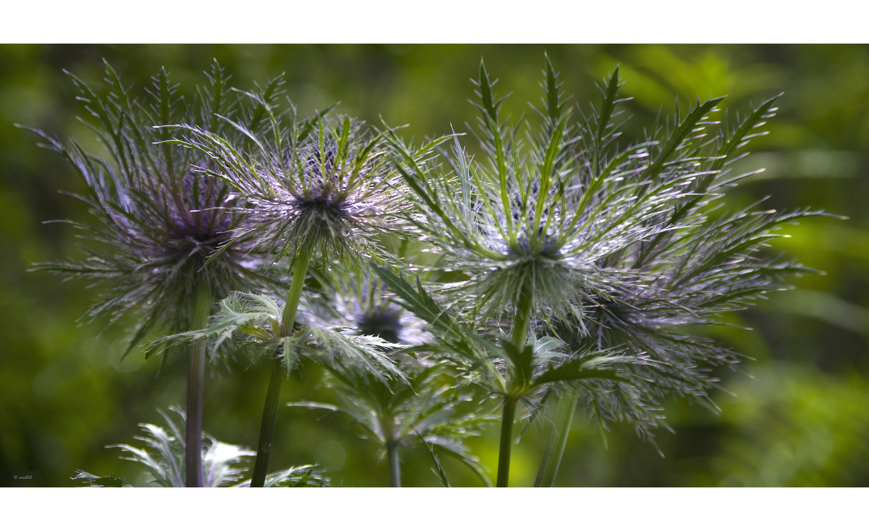 Alpen Mannstreu Foto & Bild sommer, natur, pflanzen Bilder auf