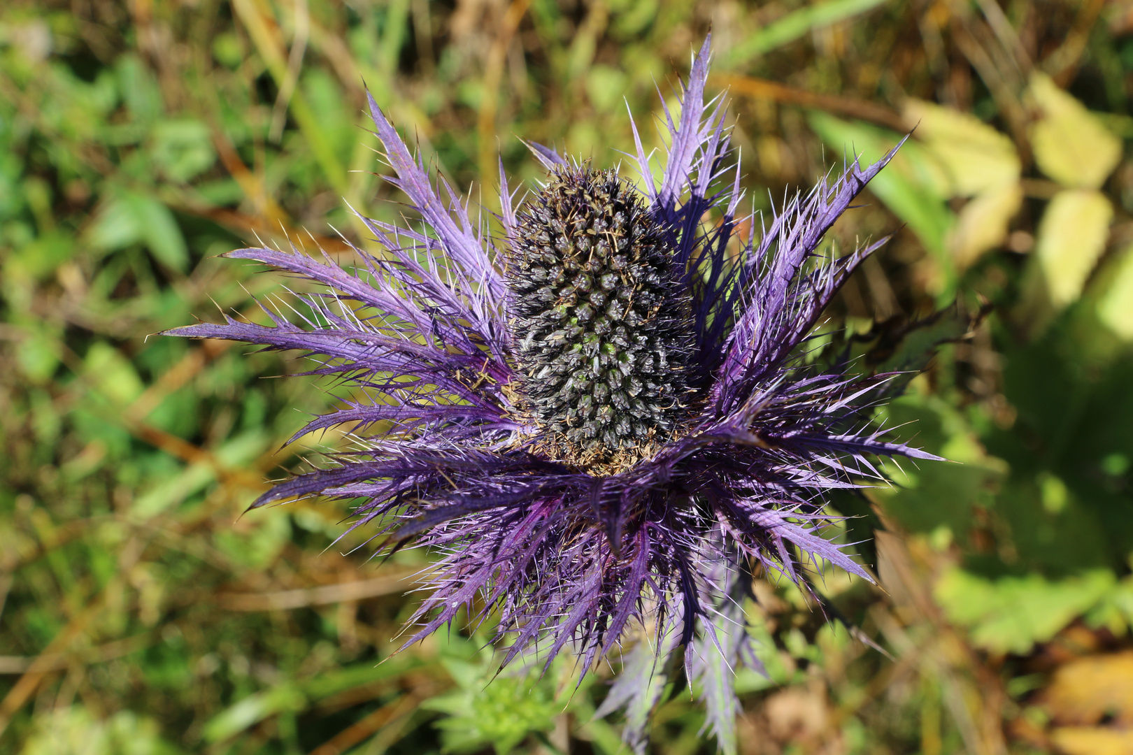 Alpen-Mannstreu (Eryngium alpinum)