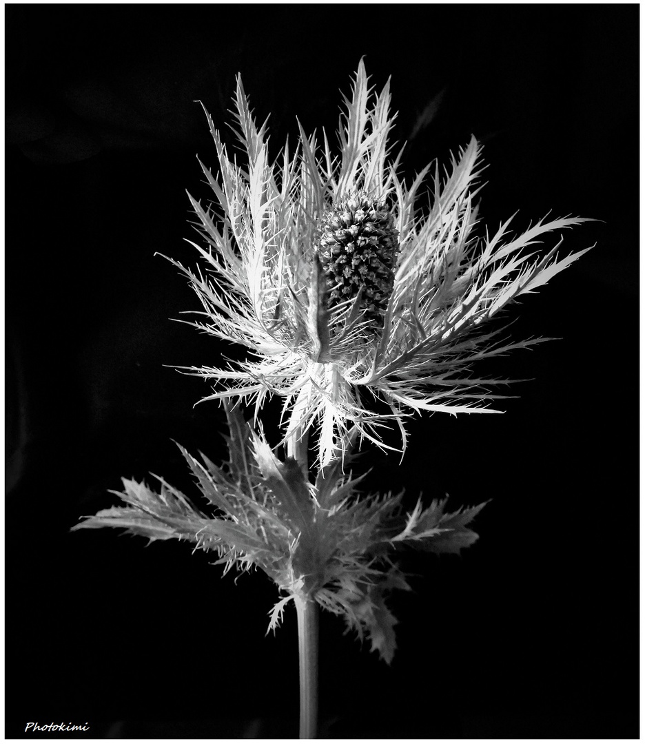 Alpen-Mannstreu (Eryngium alpinum)