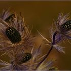 Alpen-Mannstreu (Eryngium alpinum)