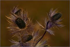 Alpen-Mannstreu (Eryngium alpinum)