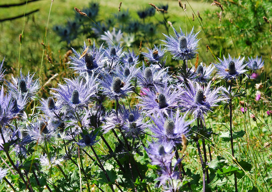 AlpenMannstreu Nr.2 Foto & Bild pflanzen, pilze & flechten, pflanzen