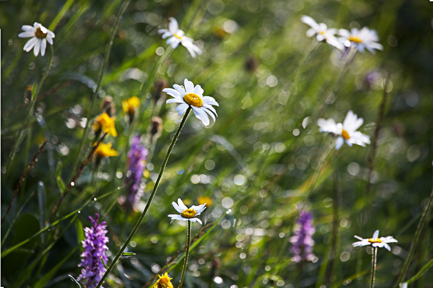 Alpen-Margerittenwiese nach dem Regen