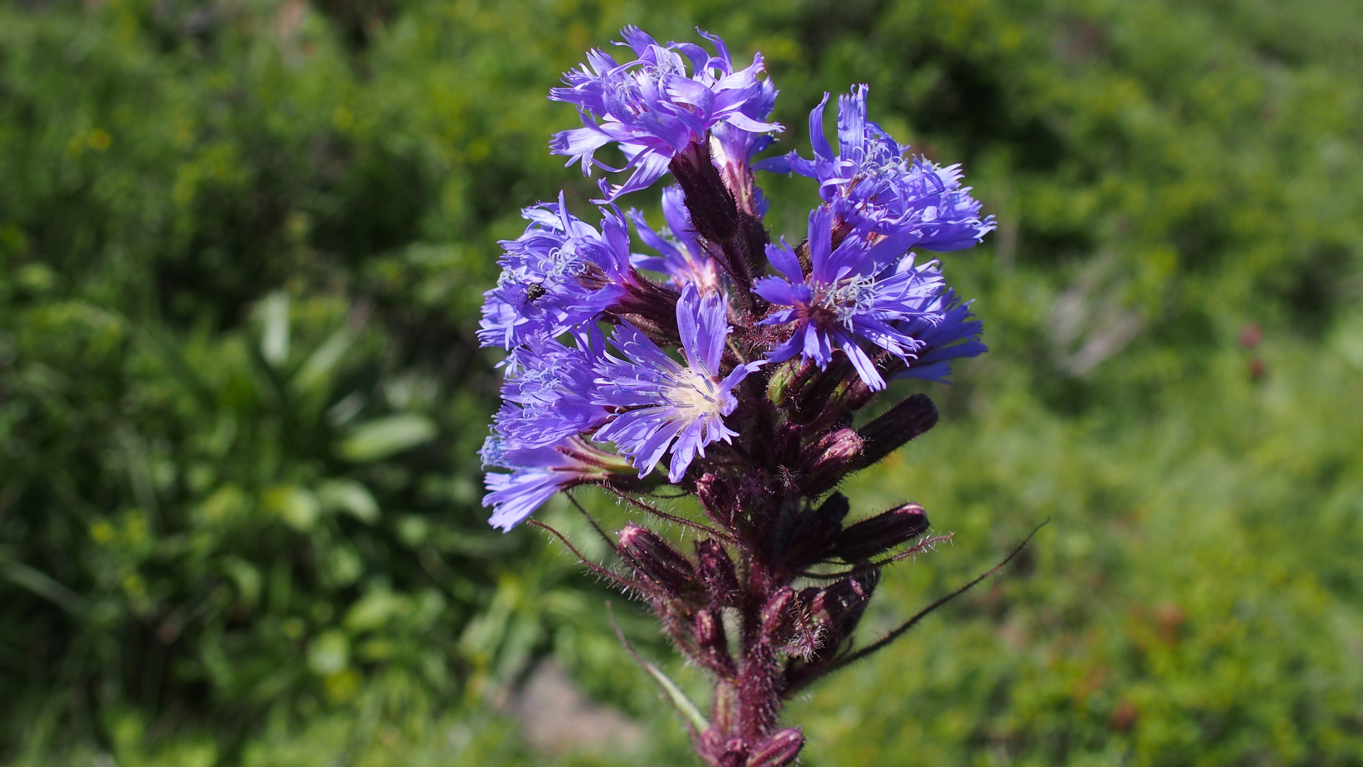 Alpen-Milchlattich 'Cicerbita alpina'