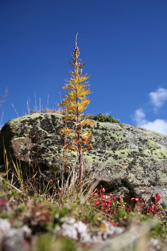 Alpen - Miniatur