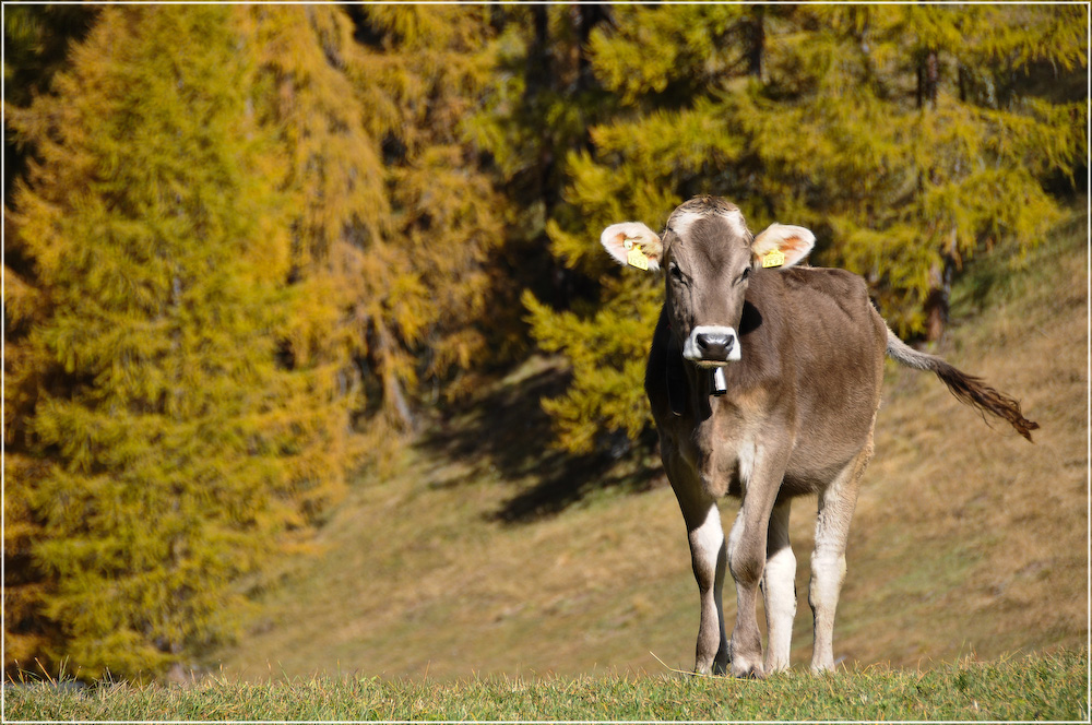 Alpen-Model