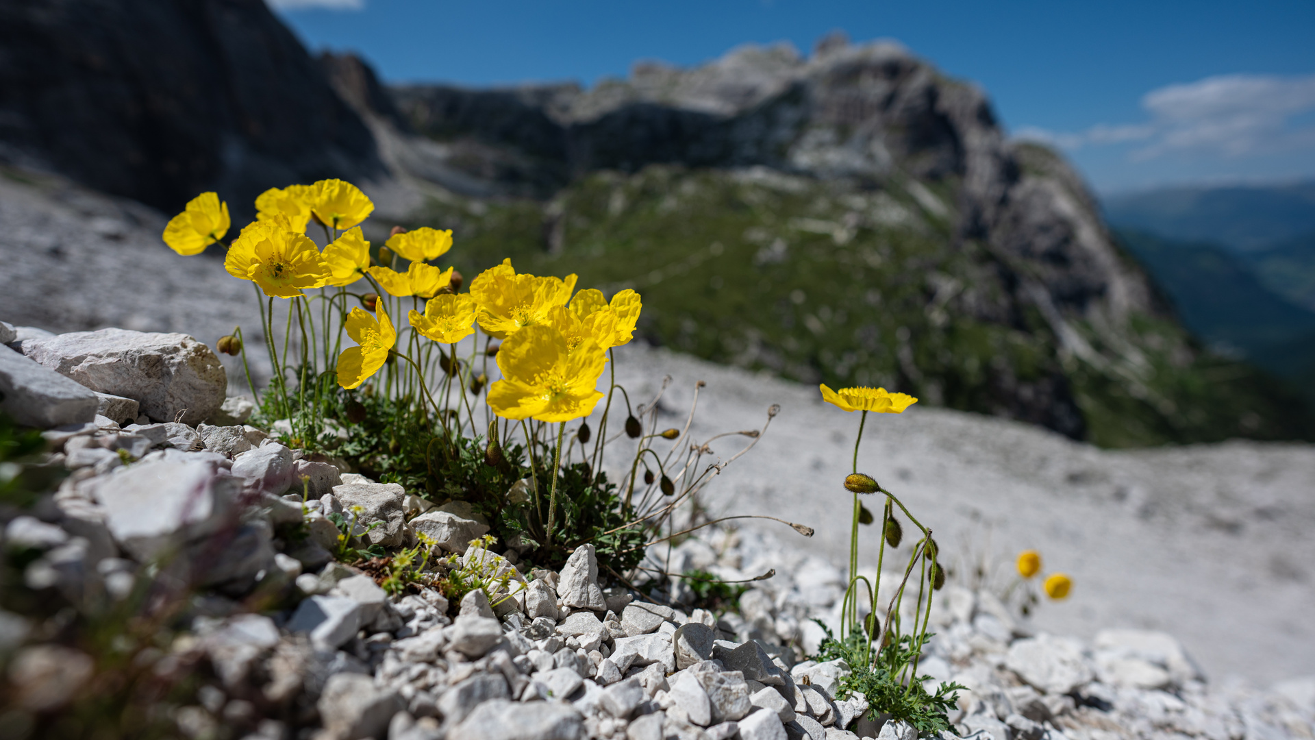 Alpen Mohn