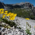 Alpen Mohn