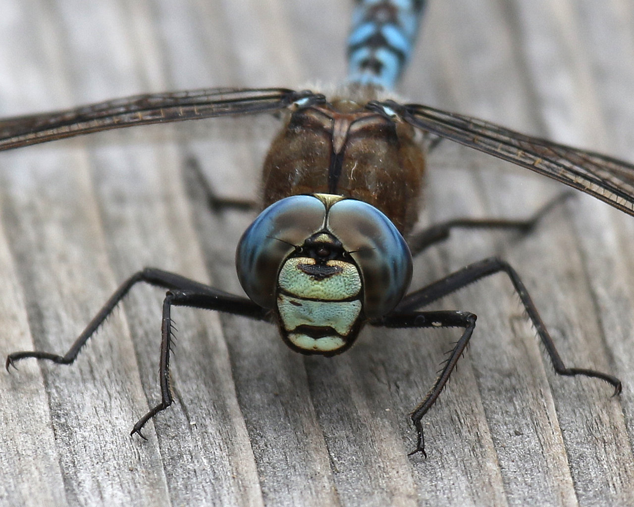 Alpen-Mosaikjungfer, Aeshna caerulea