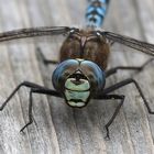 Alpen-Mosaikjungfer, Aeshna caerulea