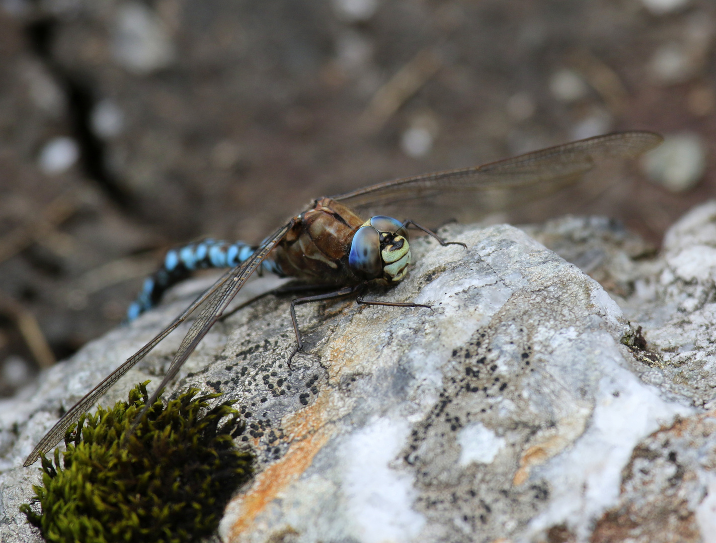 Alpen-Mosaikjungfer, Aeshna caerulea