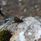 Alpen-Mosaikjungfer, Aeshna caerulea