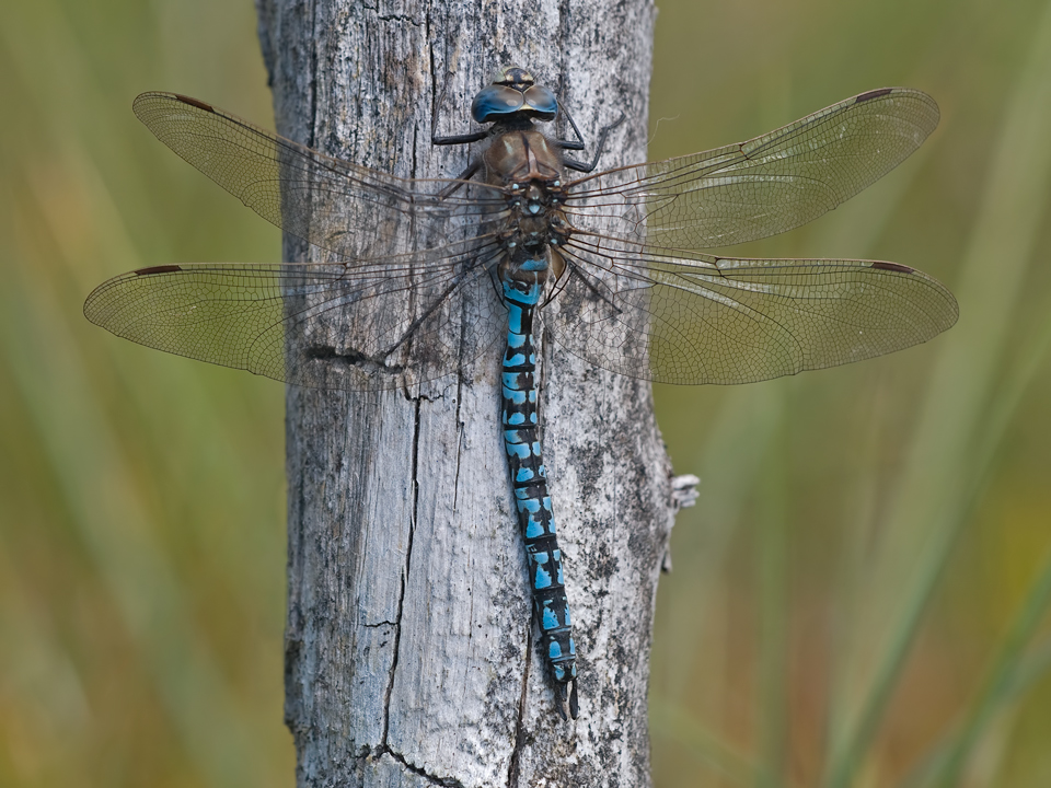 Alpen-Mosaikjungfer (Aeshna caerulea)