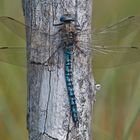 Alpen-Mosaikjungfer (Aeshna caerulea)