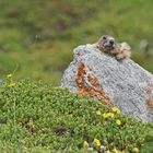 Alpen-Murmeltier (Marmota marmota)