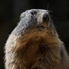 - Alpen Murmeltier (Marmota marmota) -