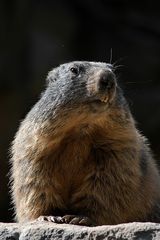 - Alpen Murmeltier (Marmota marmota) -