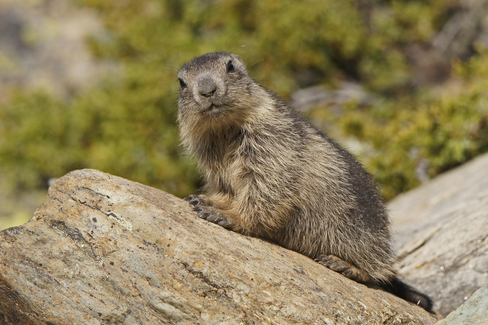 Alpen-Murmeltier (Marmota marmota)