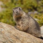 Alpen-Murmeltier (Marmota marmota)