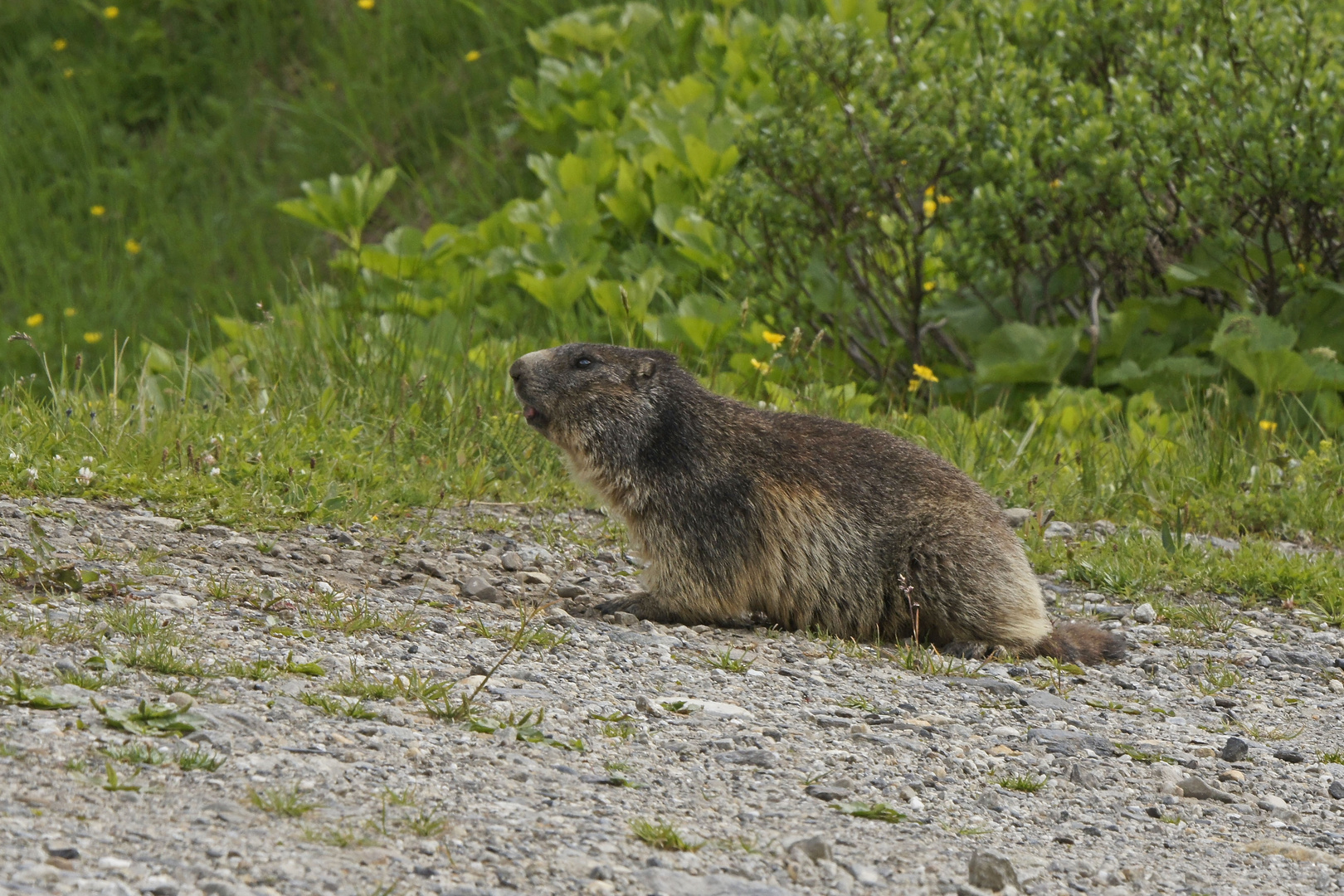 Alpen-Murmeltier (Marmota marmota)