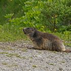 Alpen-Murmeltier (Marmota marmota)