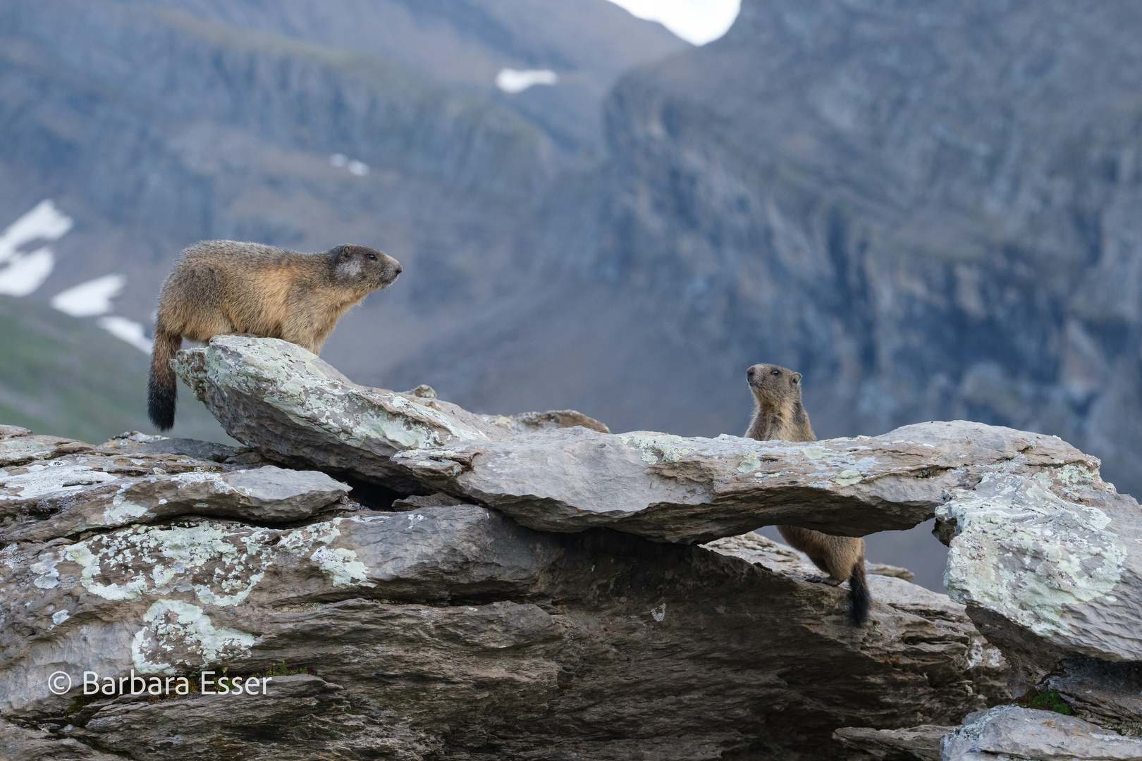 Alpen-Murmeltiere