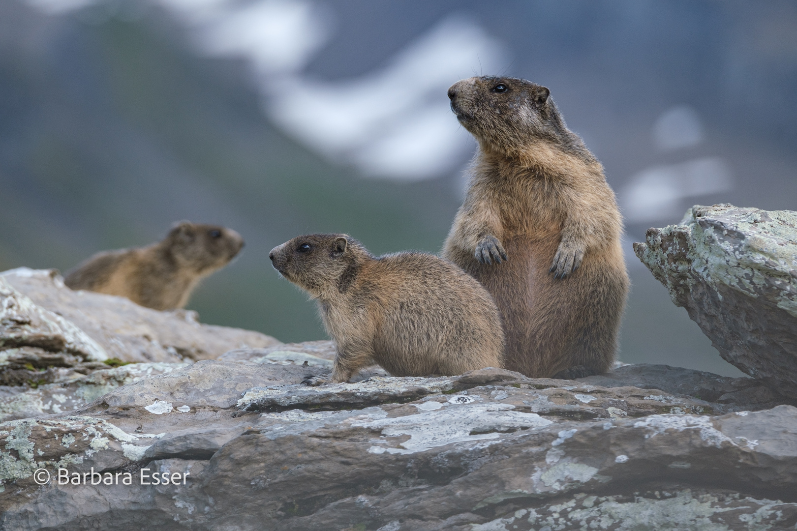 Alpen-Murmeltiere