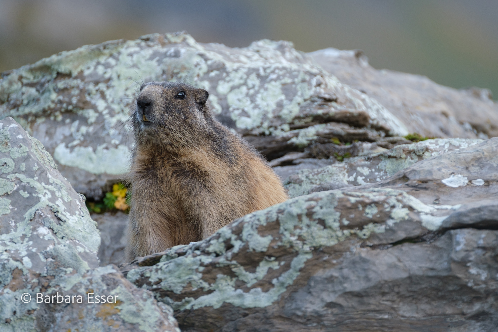 Alpen-Murmeltiere