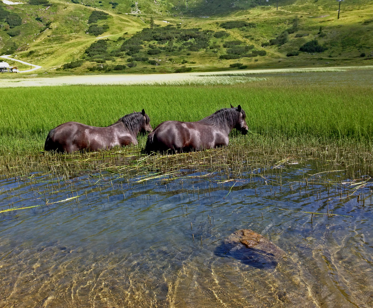 Alpen -Nilpferde beim Grasen